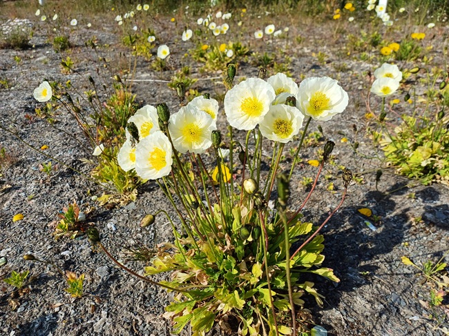 Siperianunikko 