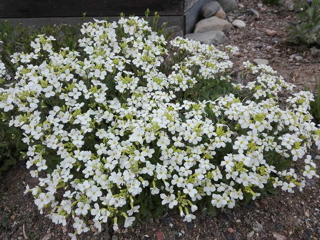 Kaukasianpitkäpalko
