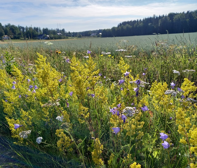 Keltamatara