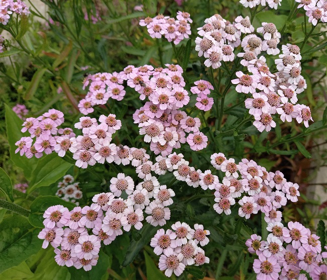 Siperiankärsämö