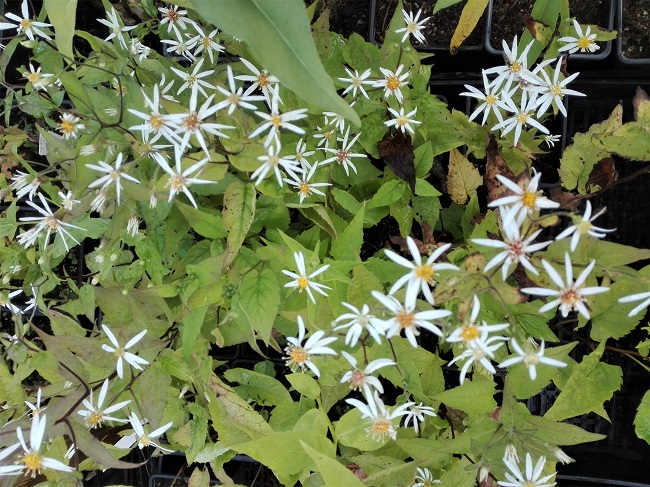 Varjoasteri  